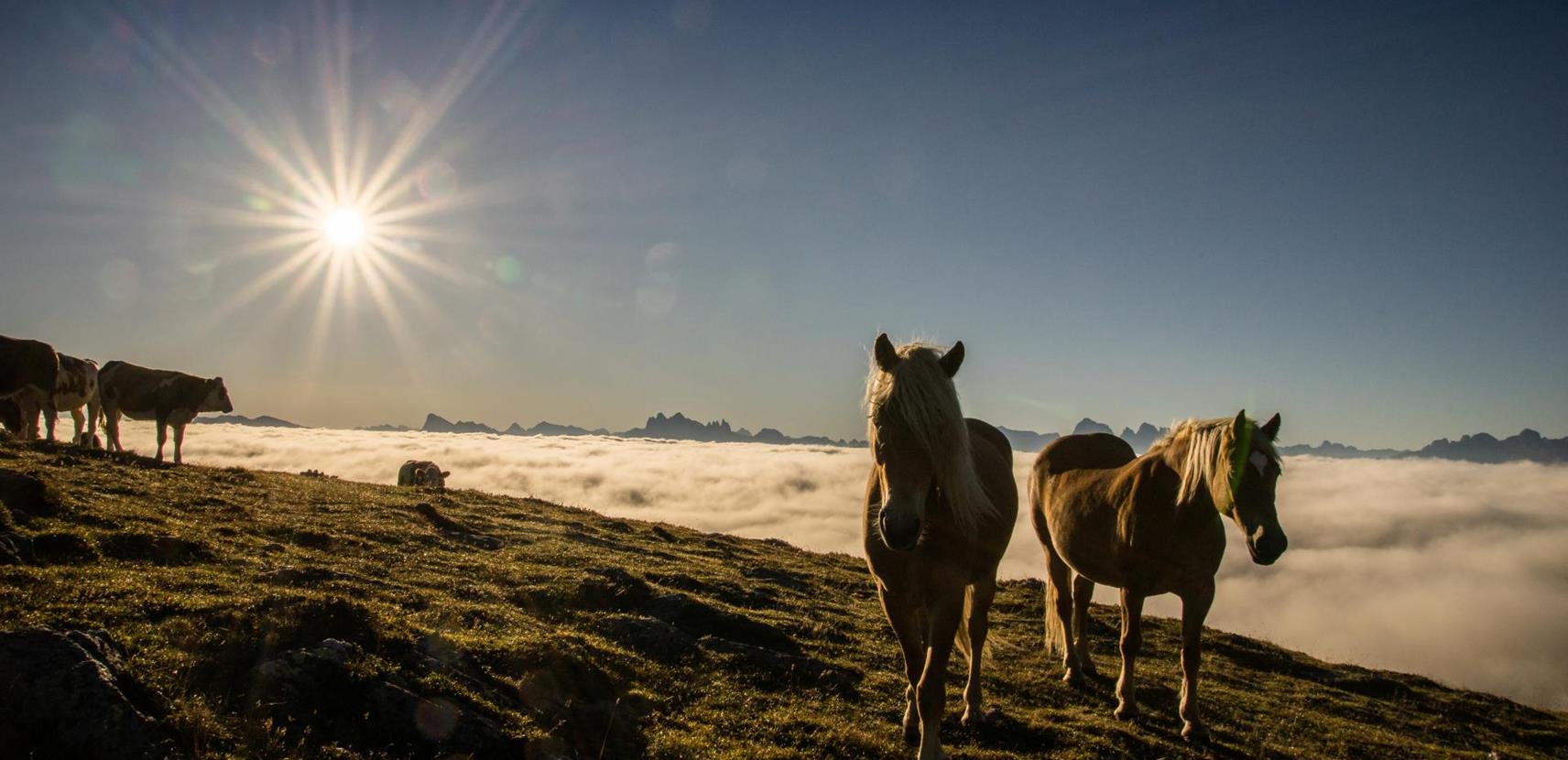 Pferde und Rinder auf der Villanderer Alm bei Hochnebel und Morgenstimmung