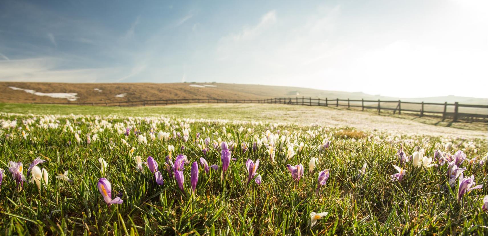 Frühlingshafte Krokusblüte auf einer Wiese, mit Morgentau im Gras und einem Holzzaun im Hintergrund unter blauem Himmel.