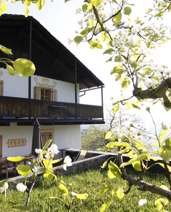 Exterior view of our historic building with the year 1515 above the door, white facade, wooden balcony and shutters, framed by blossoming fruit tree branches in the foreground on a sunny spring day.